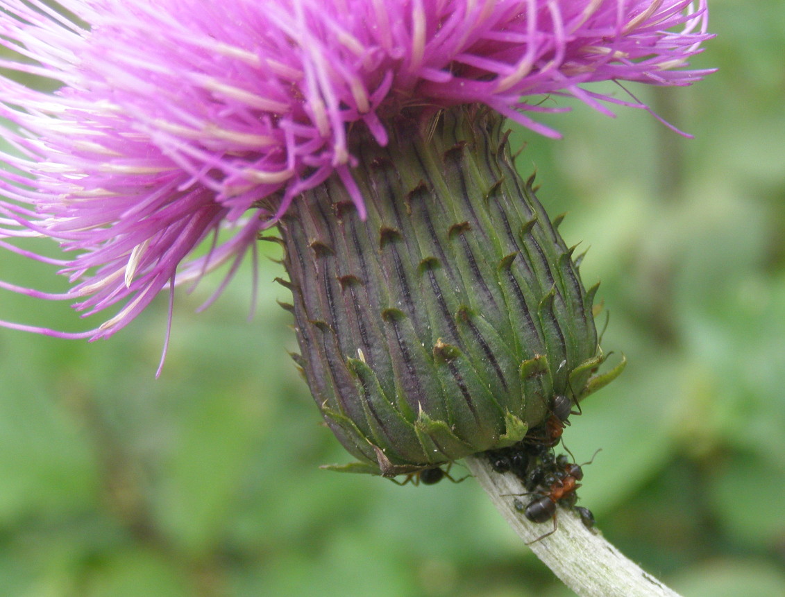 Centaurea?   No, Cirsium heterophyllum